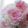  即納 バラ 6号鉢 「アジュール」秋苗 (大苗) ピンク 四季咲 河本バラ園 ブランドローズ バラ苗 薔薇 (202210b)