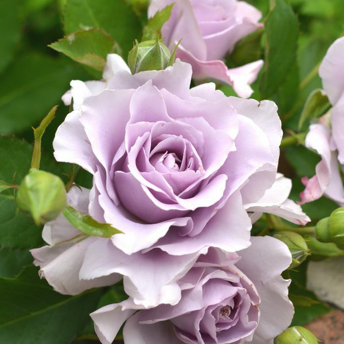 淡い藤紫色をした爽（そう）というバラの画像