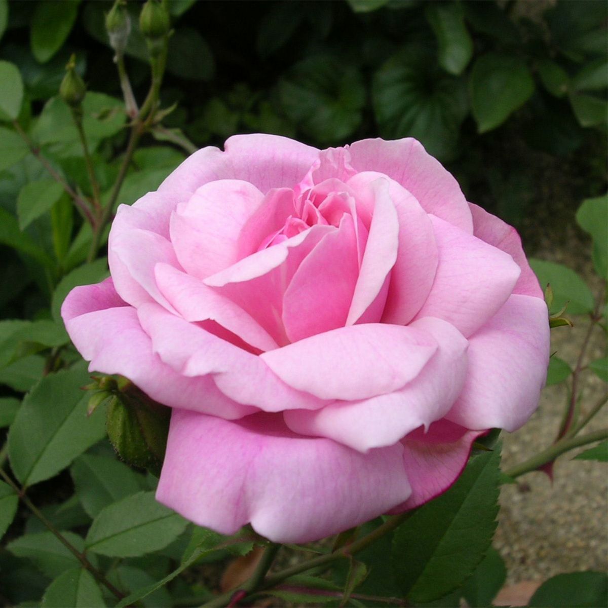 バラ苗 6号鉢 「オールドブラッシュ [Old Blush] 四季咲き アンティークローズ ピンク系 [20221020]