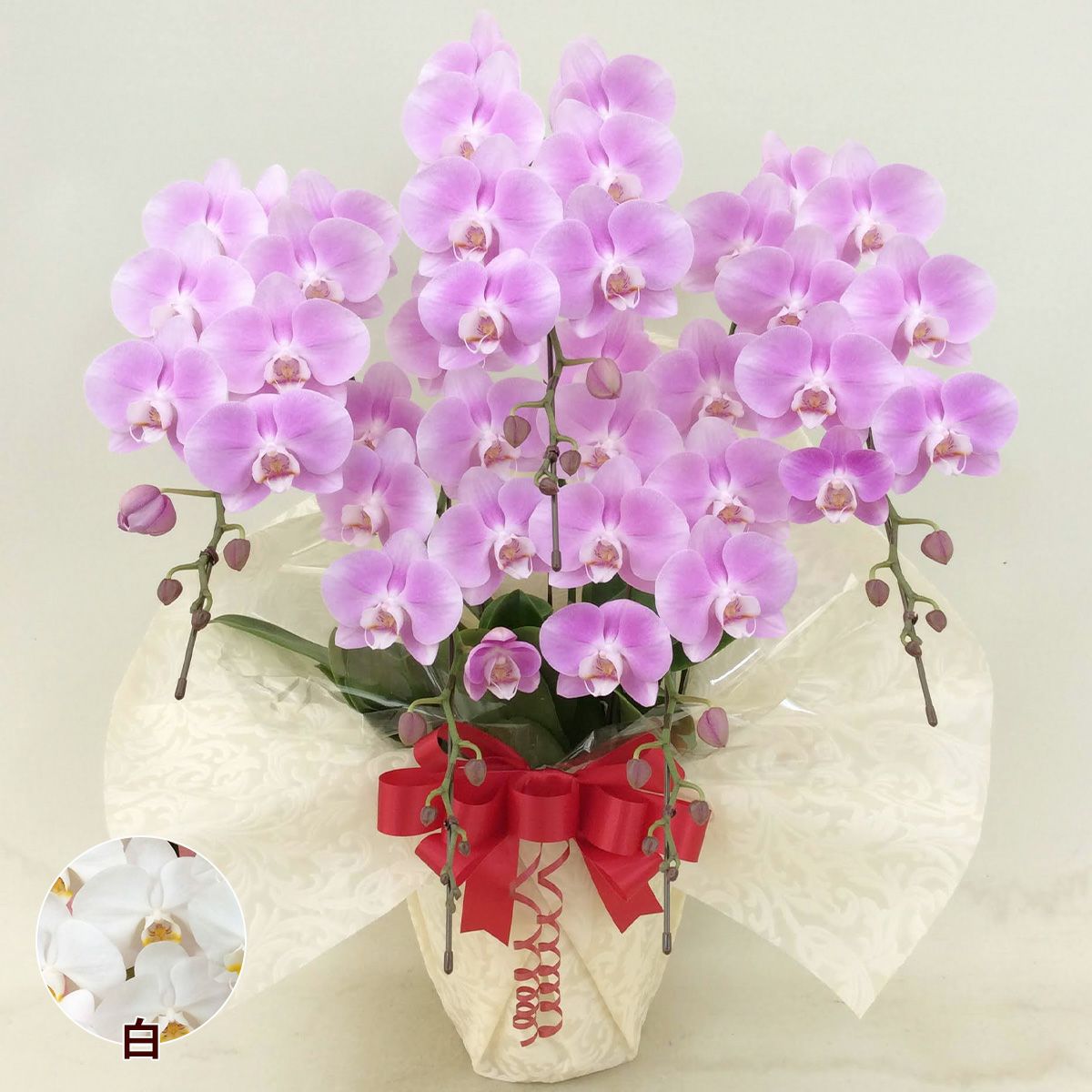  胡蝶蘭 コチョウラン ミディ お花 5本立 60～64輪前後 中輪タイプ 御祝 お供え 色が選べる 送料無料