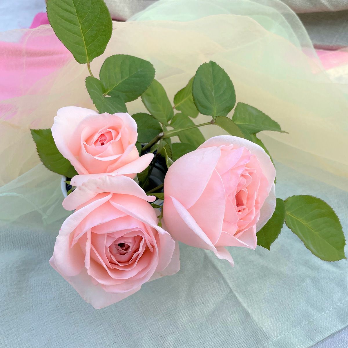 淡くやさしいピンク色をしたさくらいろというバラの画像