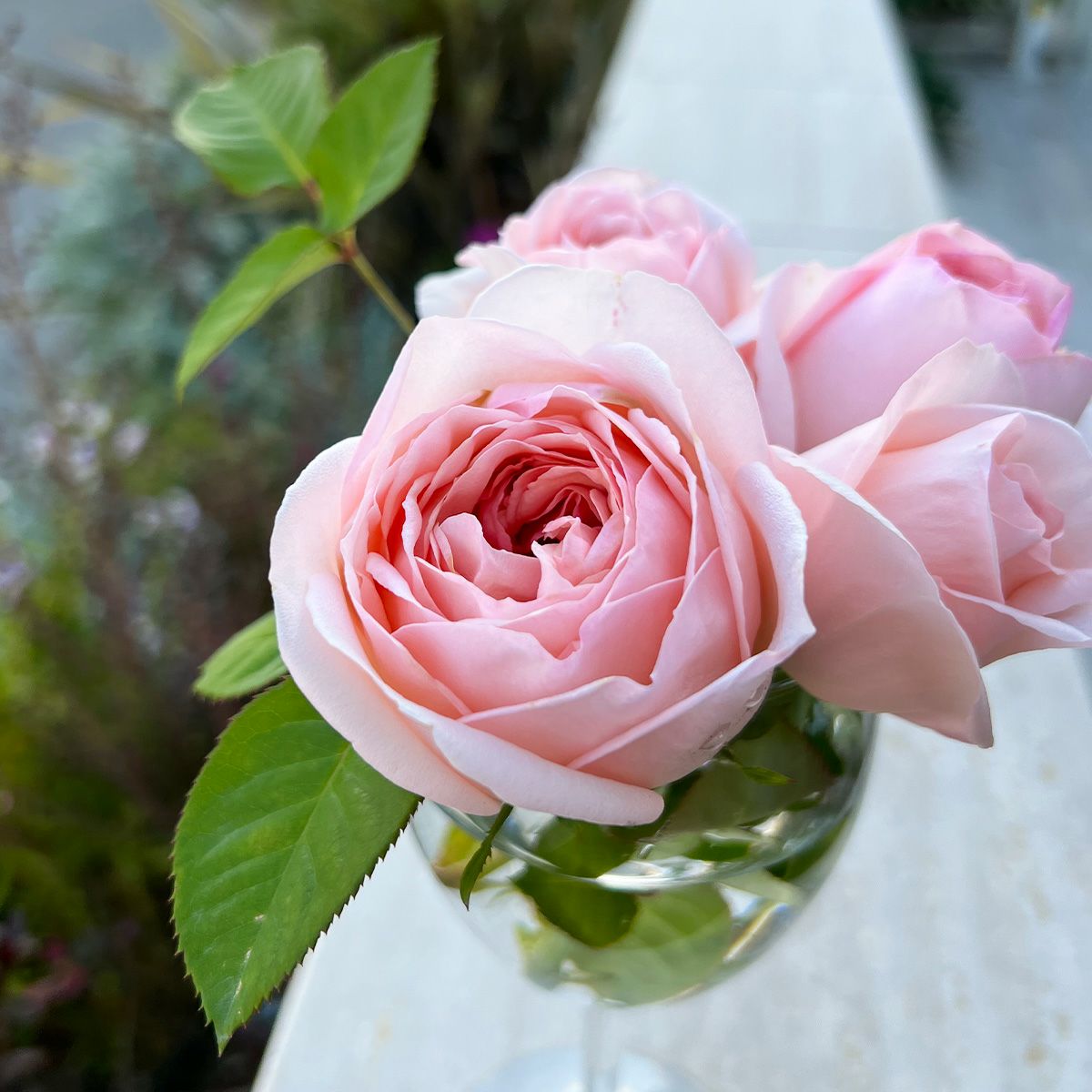 淡くやさしいピンク色をしたさくらいろというバラの画像