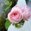 淡くやさしいピンク色をしたさくらいろというバラの画像