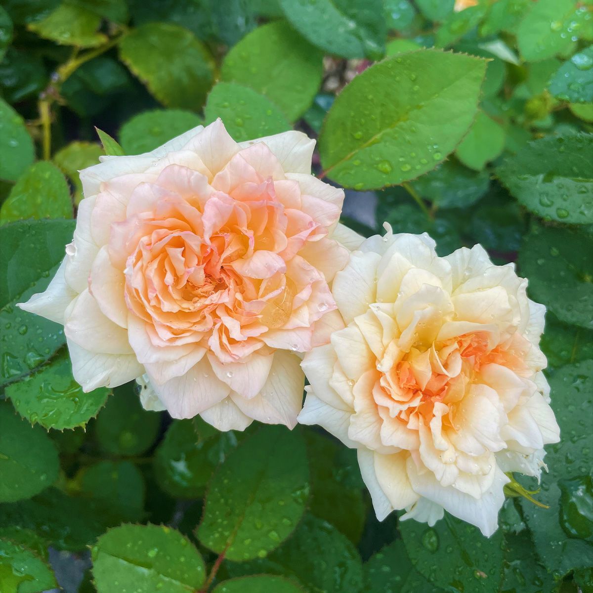 濃いアプリコット色をした七夜月(ななよづき)というバラの画像