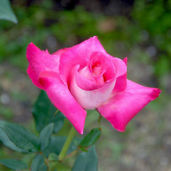 明るい濃桃色をした都大路(みやこおおじ)というバラの画像