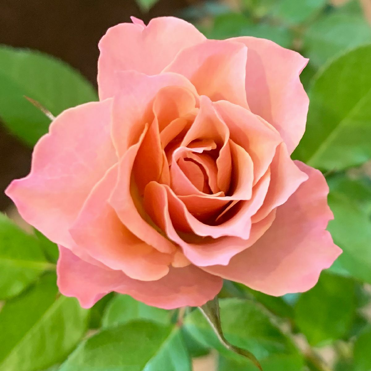 ライラックピンク色をした 銘仙(めいせん)というバラの画像