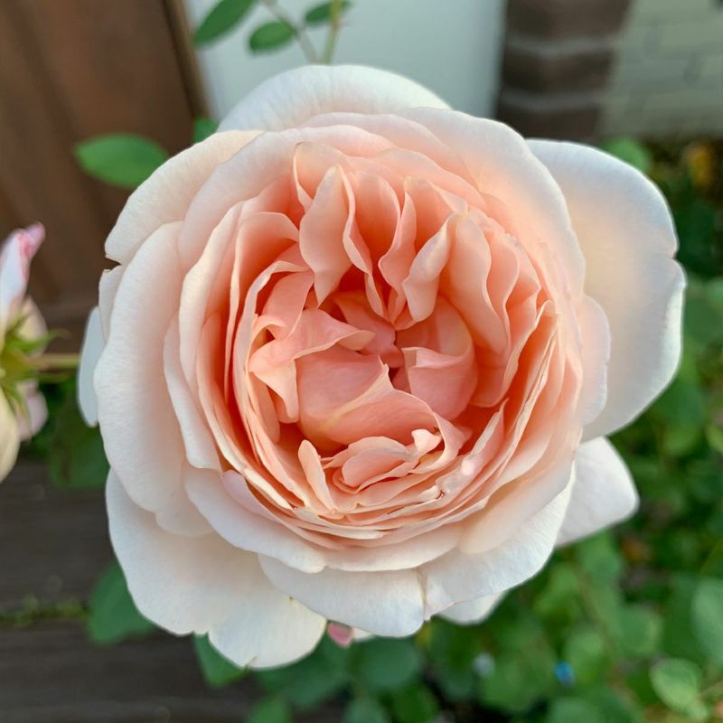 淡いアプリコット色をしたたまくしげというバラの画像