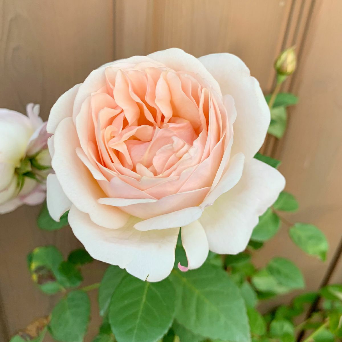 淡いアプリコット色をしたたまくしげというバラの画像