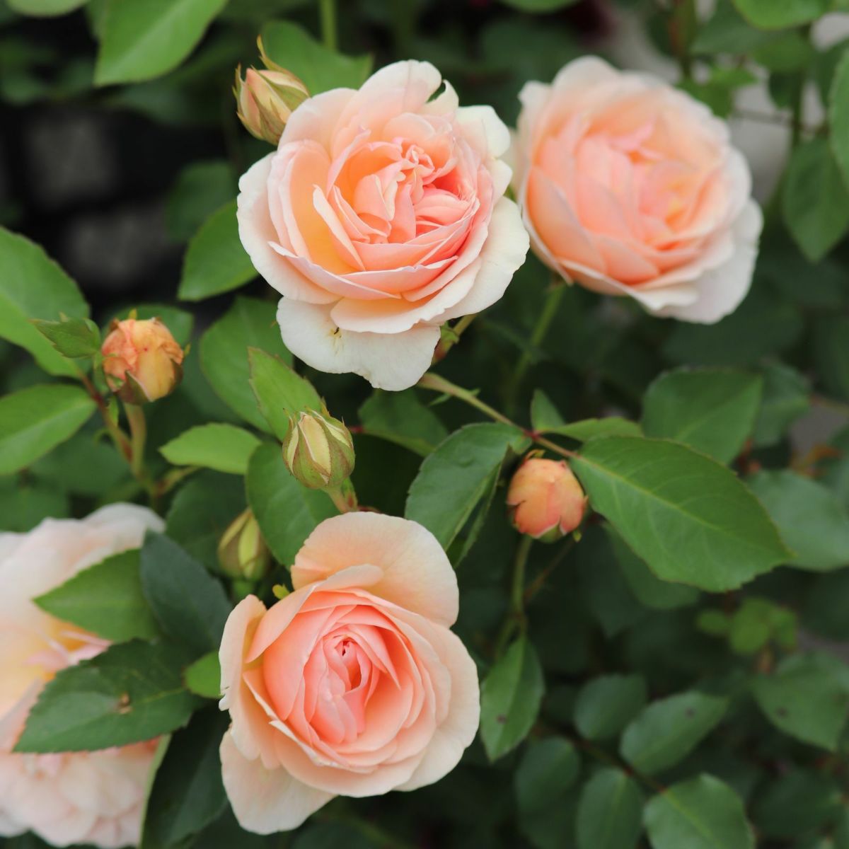 淡いアプリコット色をしたたまくしげというバラの画像