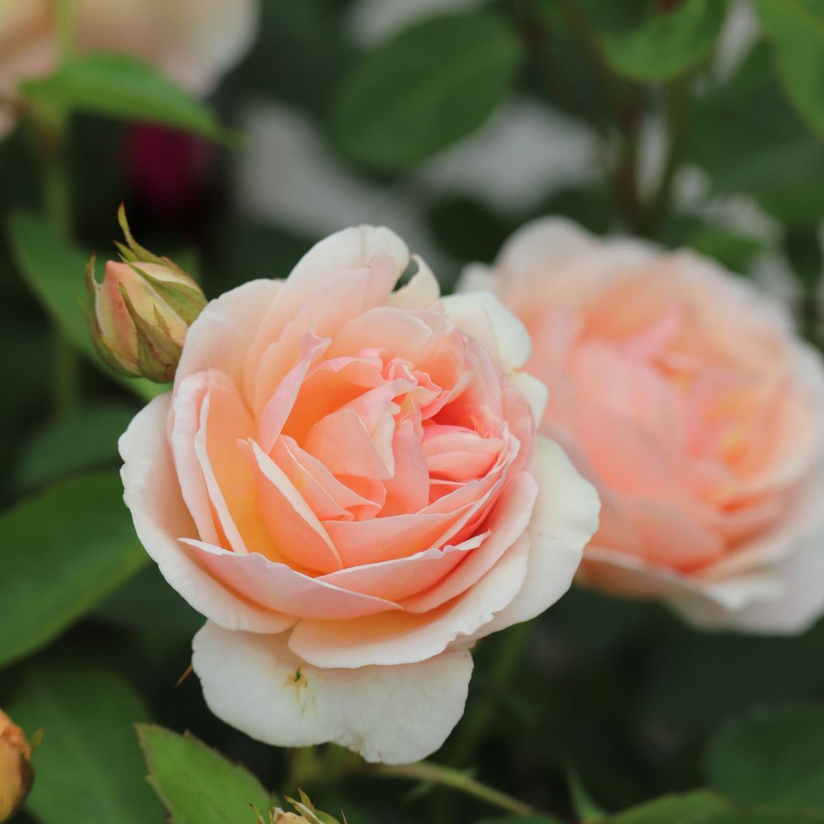 淡いアプリコット色をしたたまくしげというバラの画像