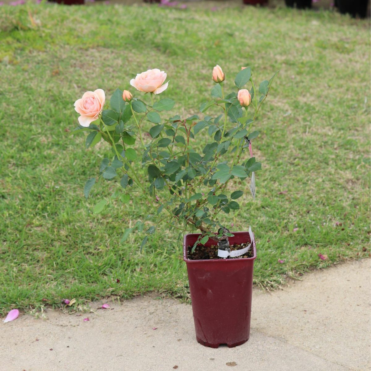 淡いアプリコット色をしたたまくしげというバラの鉢植え