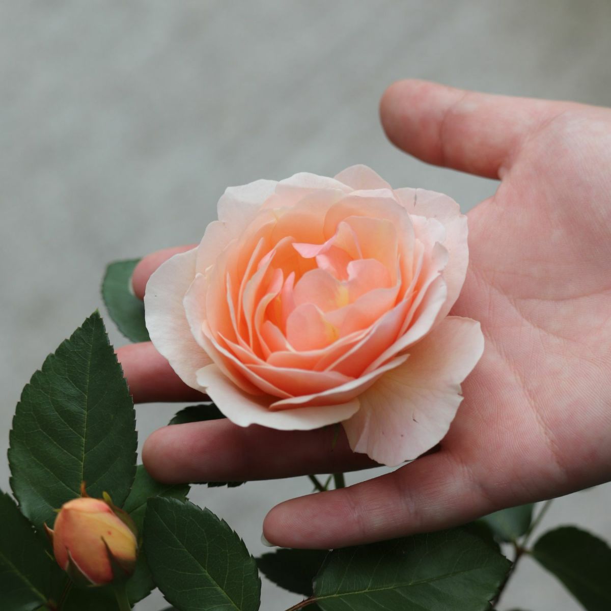 たまくしげというバラに手を添えている画像