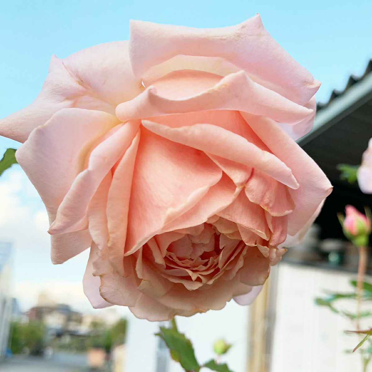 アプリコットピンク色のあきつしまというバラ