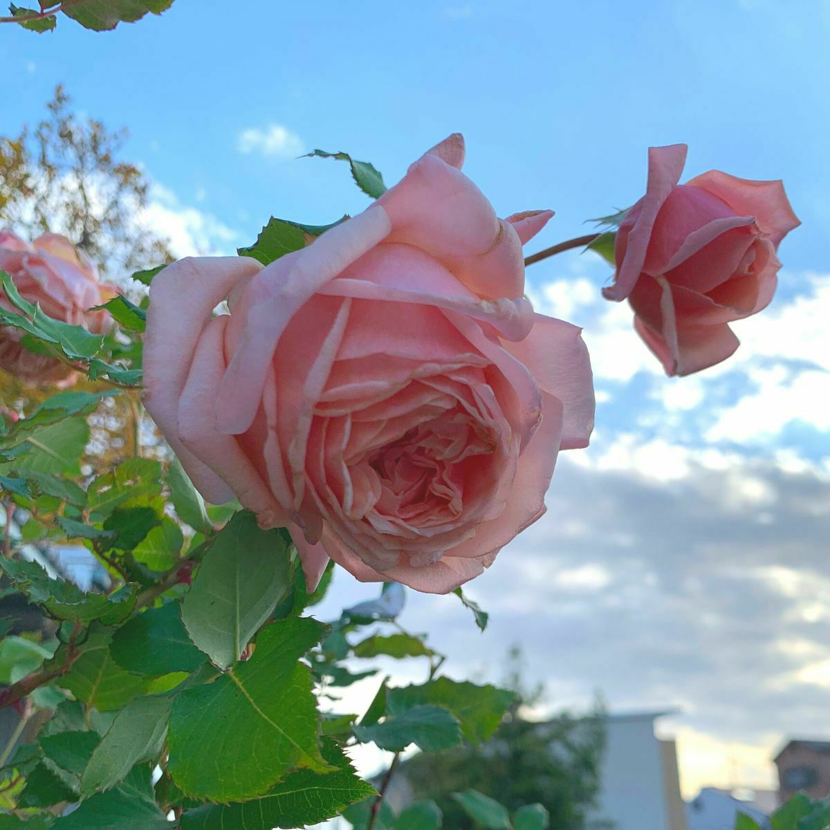 アプリコットピンク色のあきつしまというバラ