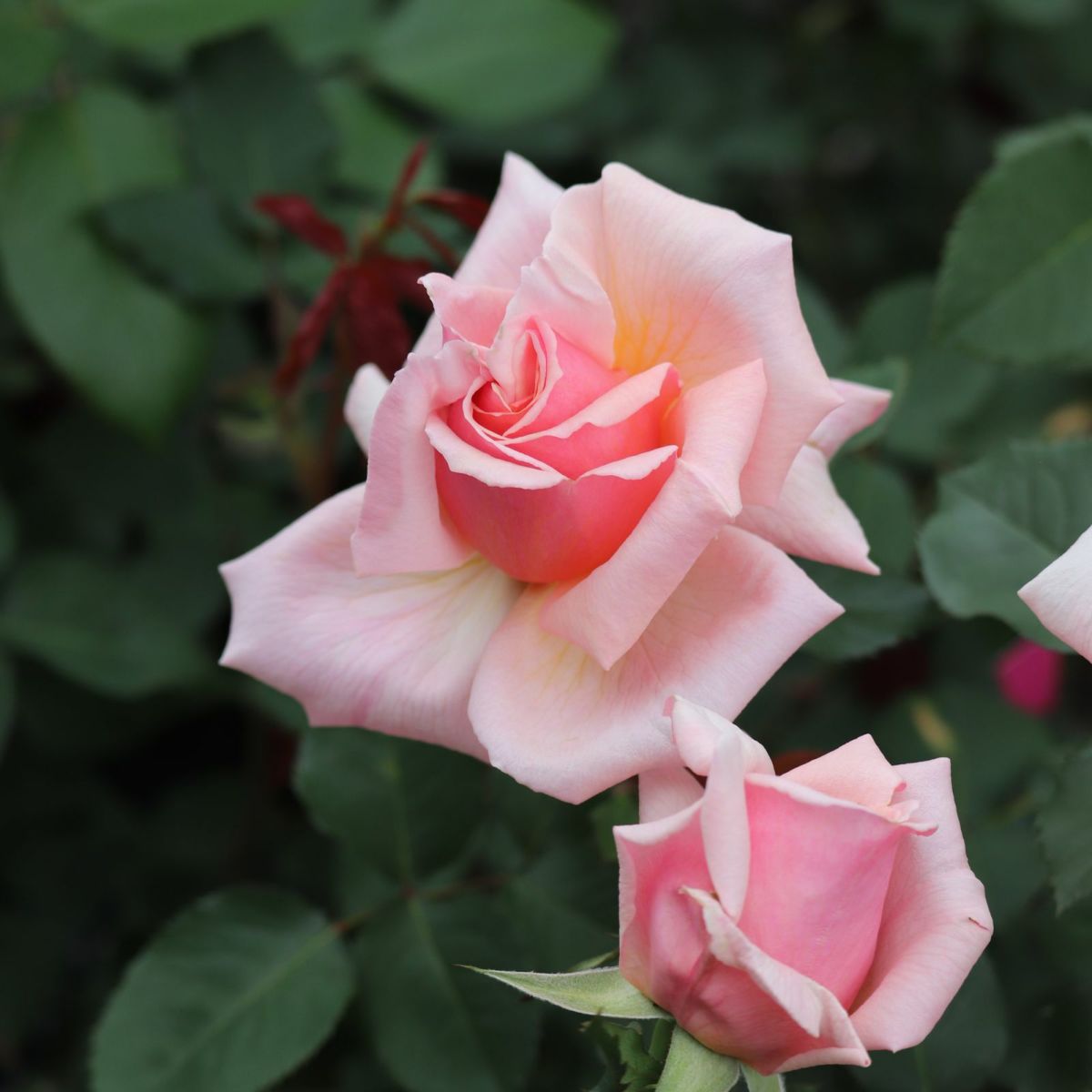 アプリコットピンク色のあきつしまというバラ