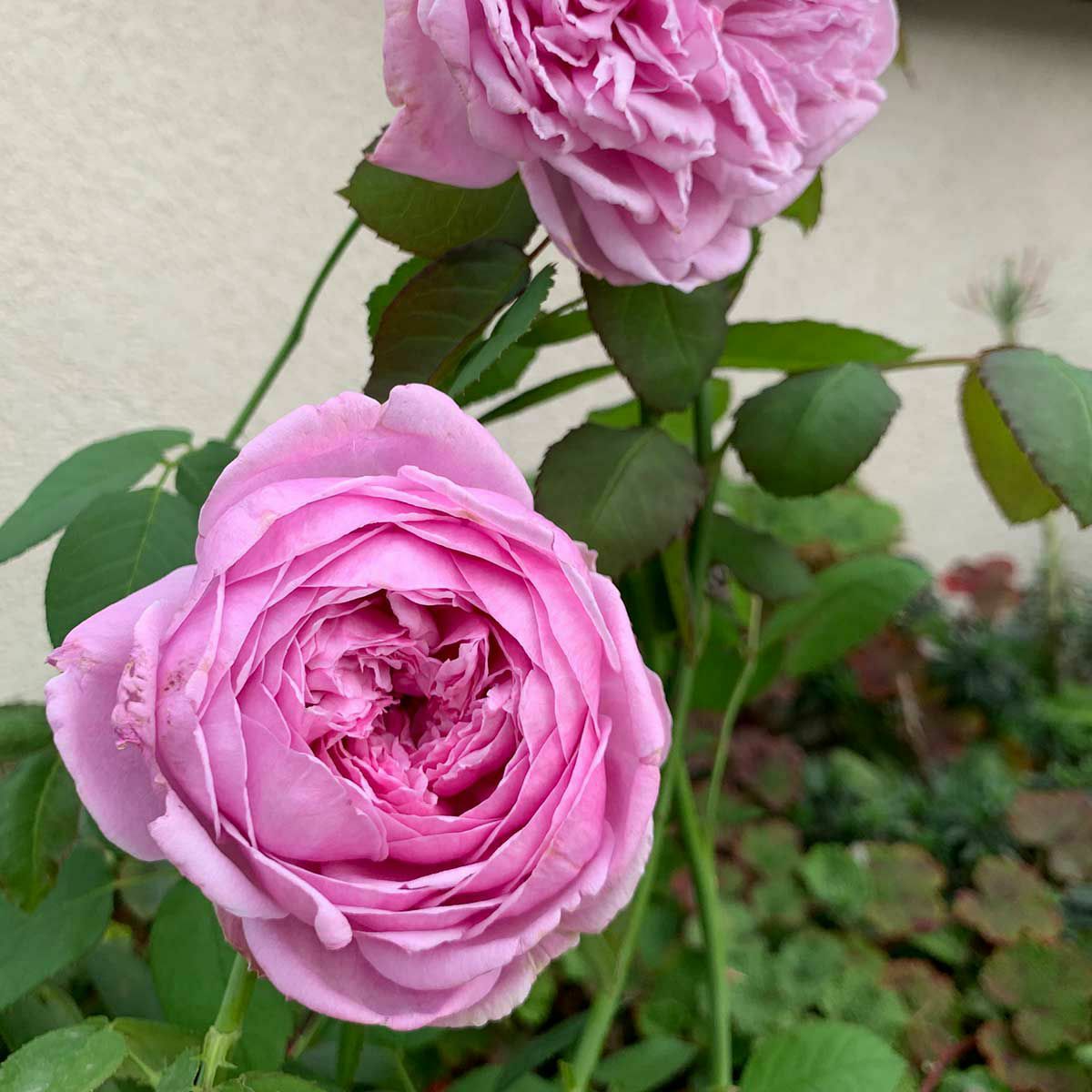 青みがかったピンク色をしたコントドゥラフェールというバラの画像