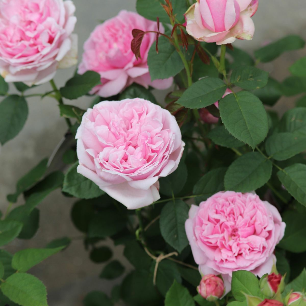 青みがかったピンク色をしたコントドゥラフェールというバラの画像