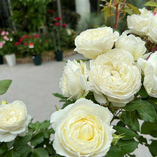 アイボリーホワイト色をしたスノートワというバラの画像