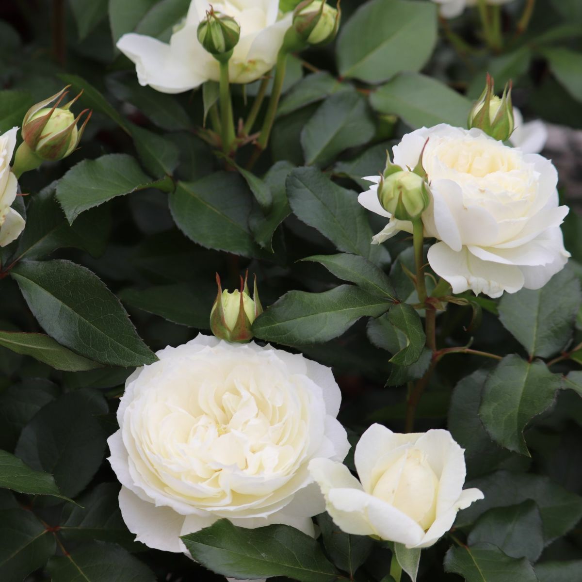 アイボリーホワイト色をしたスノートワというバラの画像