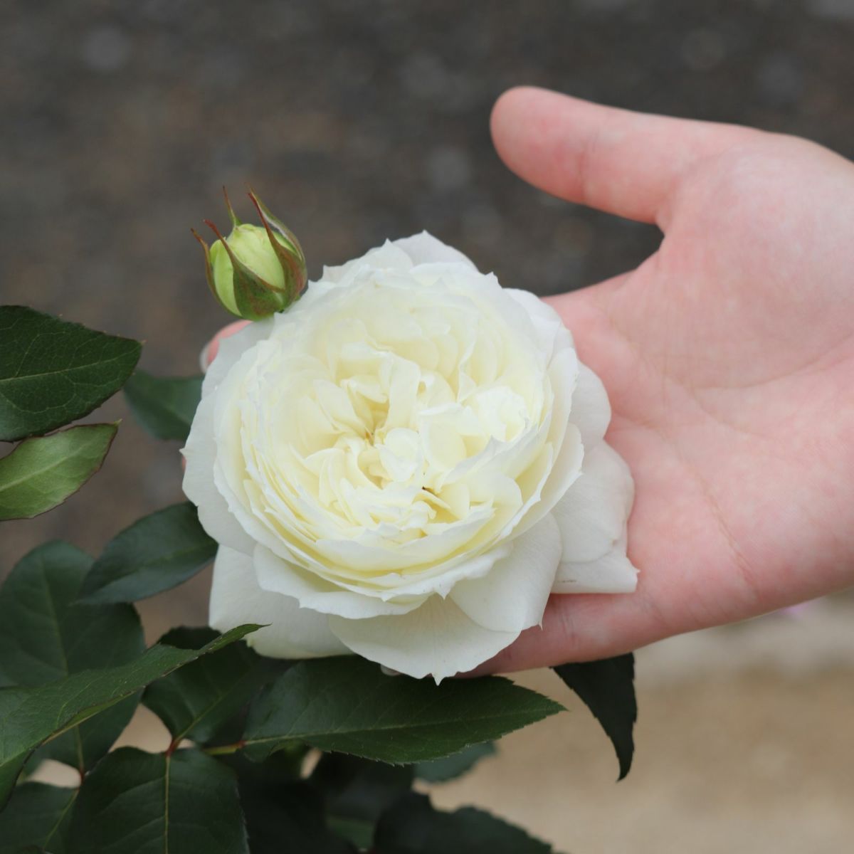 アイボリーホワイト色をしたスノートワというバラの画像