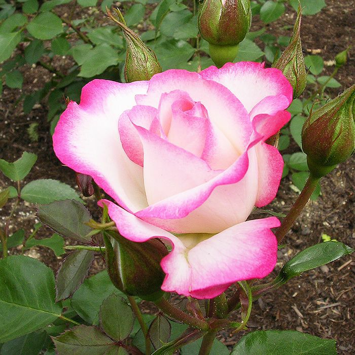 白地の花びらにパステルピンクが特徴的なニコルというバラの画像