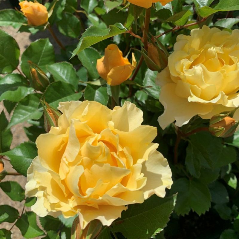 光や炎を感じる濃黄色をしたカチューシャというバラの画像