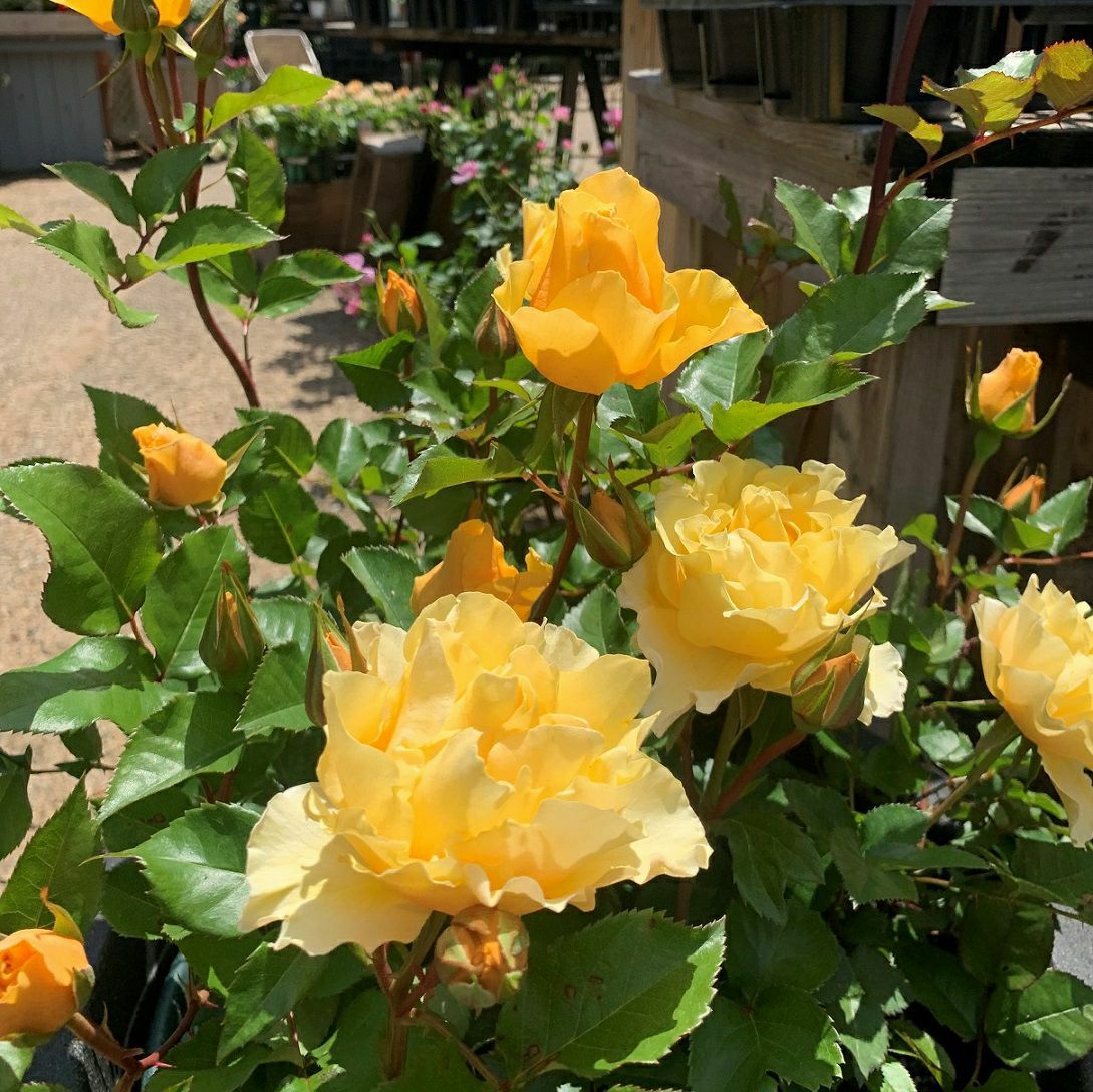 濃黄色のカチューシャという名のバラ