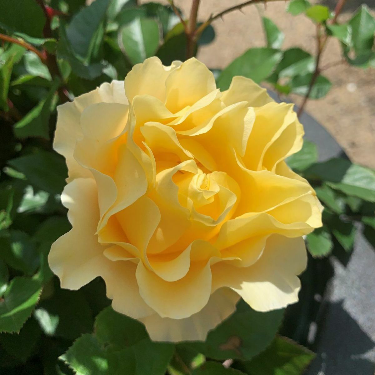 濃黄色のカチューシャという名のバラ