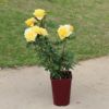 濃黄色のカチューシャという名のバラの鉢植え