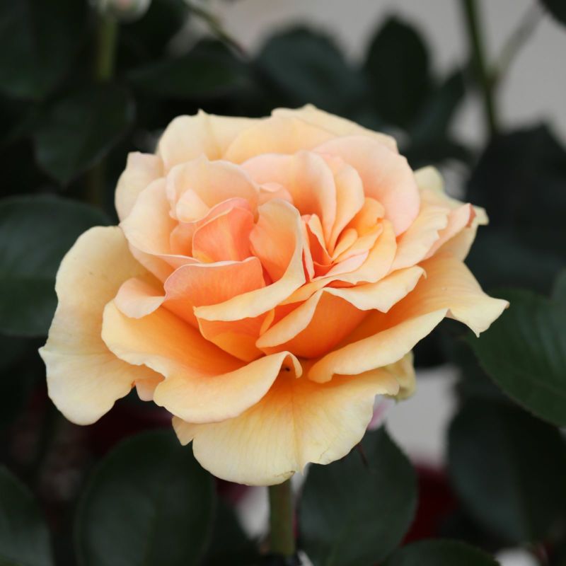 黄色オレンジ系のますかがみというバラの写真