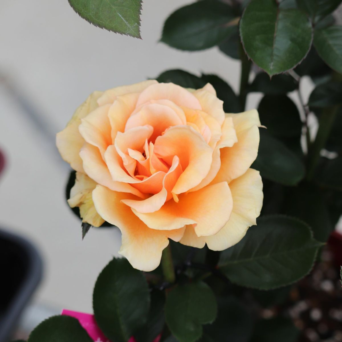 黄色オレンジ系のますかがみというバラの写真