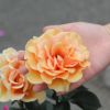 黄色オレンジ系のますかがみというバラの写真