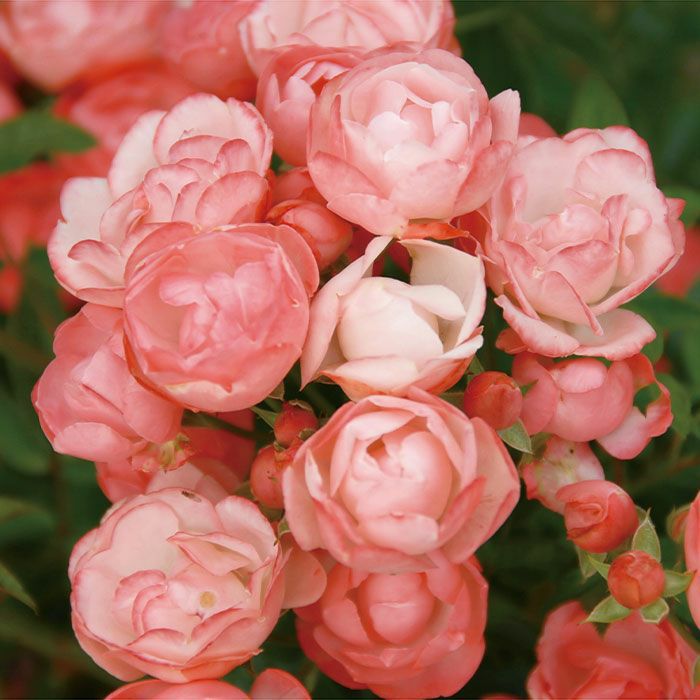 即納 バラ 「マルゴコスター」 6号鉢苗 ピンク系 四季咲 (Pol) バラ苗 薔薇