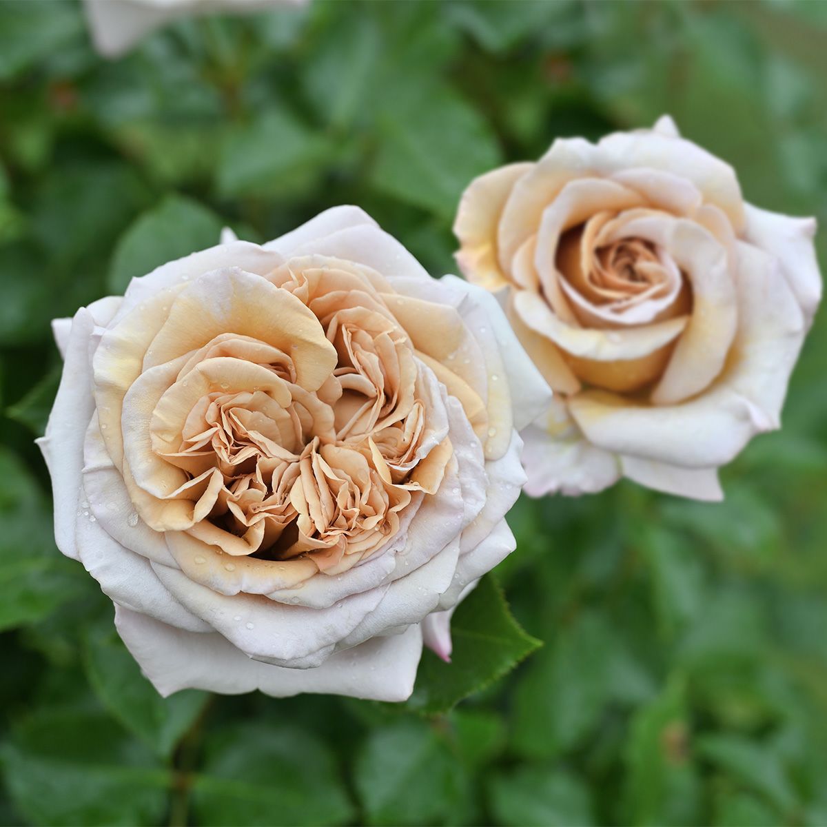 ややブラウンがかったベージュ色をしたラリデガゼルというバラの画像