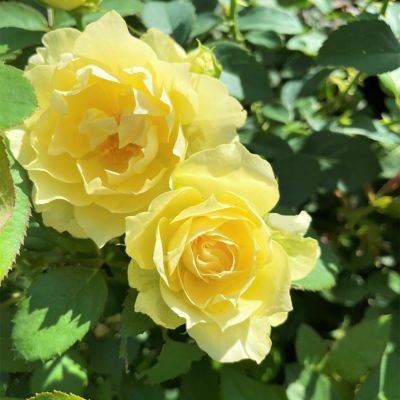 レモンイエローの色をした夏灯(なつともし)というバラの画像