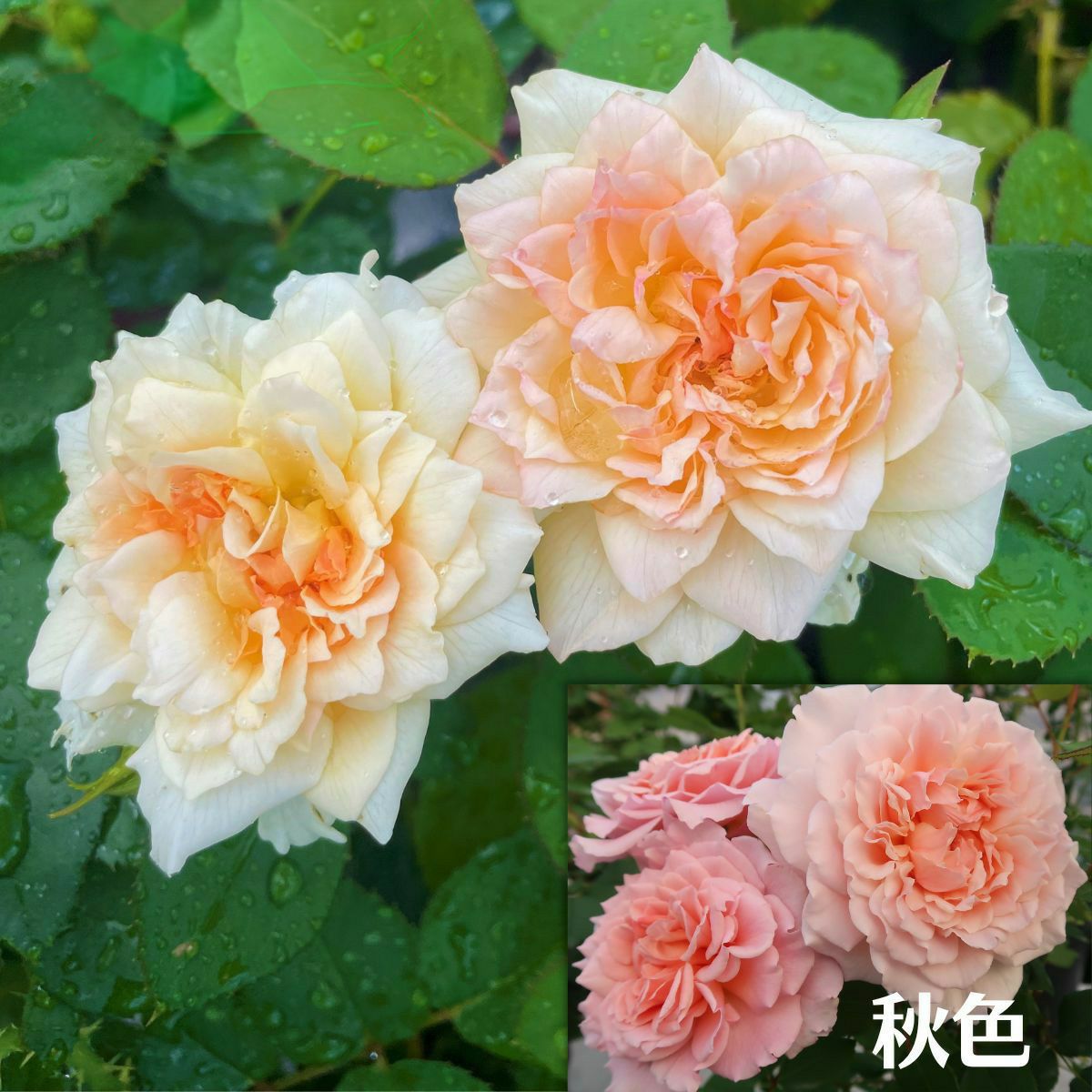 アプリコット色をした七夜月(ななよづき)というバラの画像