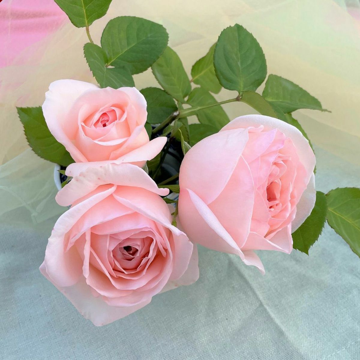 薄ピンク色のさくらいろというバラの画像