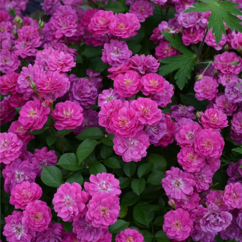 赤紫色をしたヴィルナタールというバラの画像