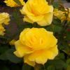 バラ 「フリージア」秋苗 ピンク系 四季咲 黄色 ポピュラーローズ大輪系 バラ苗 薔薇 (202308)