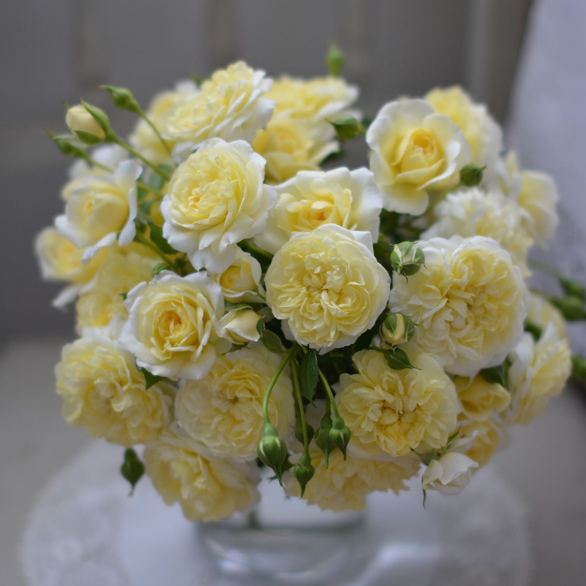 透明感のある黄色から柔らかなソフトイエローへと変化する色をしたプリュネルというバラの画像