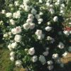 即納 バラ 「クリスティアーナ」 6号鉢苗 四季咲 (CL) コルデス バラ苗 薔薇 (0804-2)