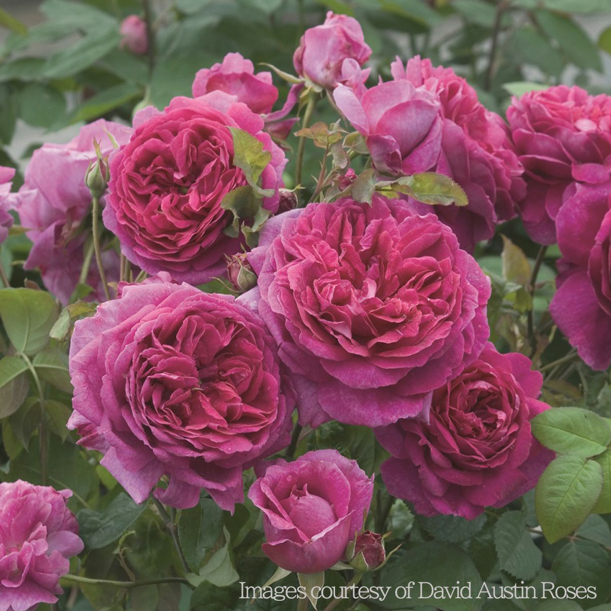 深いマジェンタ（赤紫）色をしたヤングリシダスというバラの画像