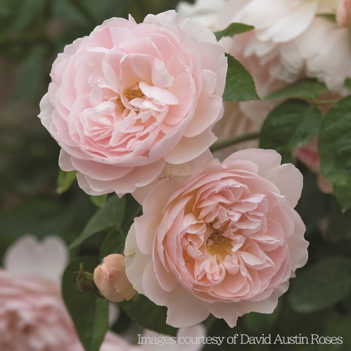 透明感のあるピンク色をしたジェントルハーマイオニーというバラの画像