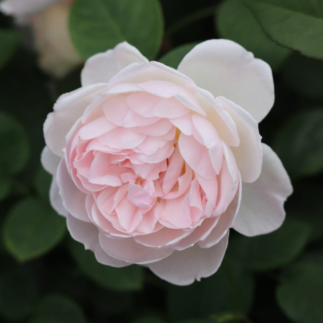 透明感のあるピンク色をしたジェントルハーマイオニーというバラの画像