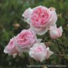 バラ 「ザウェッジウッドローズ The Wedgwood Rose Climbing (Ausjosiah)」 秋苗 (大苗) 返り咲 ピンク系 つるバラ デビットオースチン イングリッシュローズ バラ苗 薔薇 (202308)