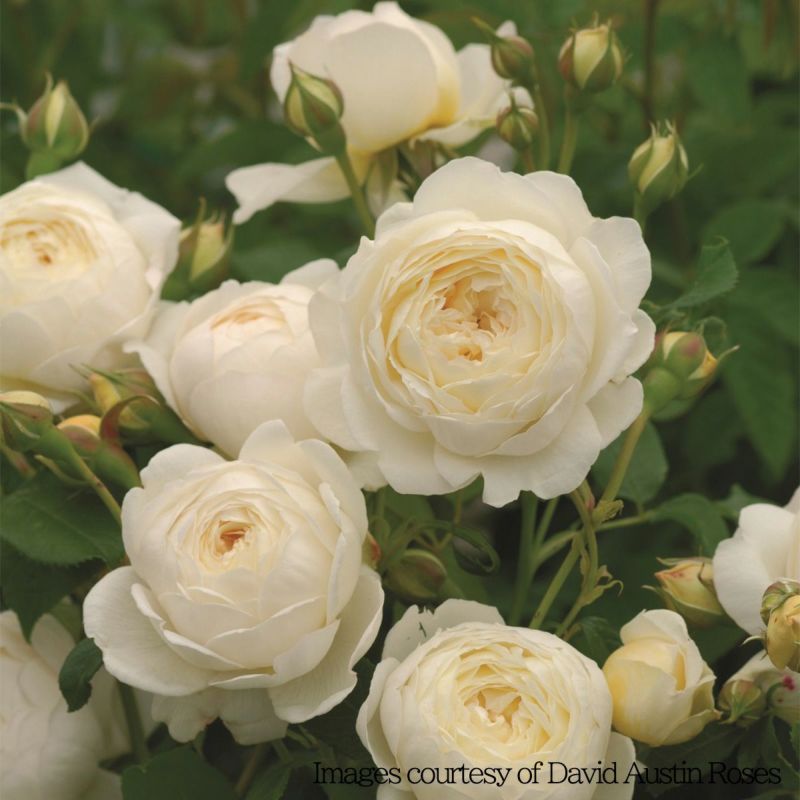 バラ 「クレアオースチン Claire Austin (Ausprior)」 秋苗 (大苗) 返り咲 ホワイト系 つるバラ デビットオースチン イングリッシュローズ バラ苗 薔薇 (202308)