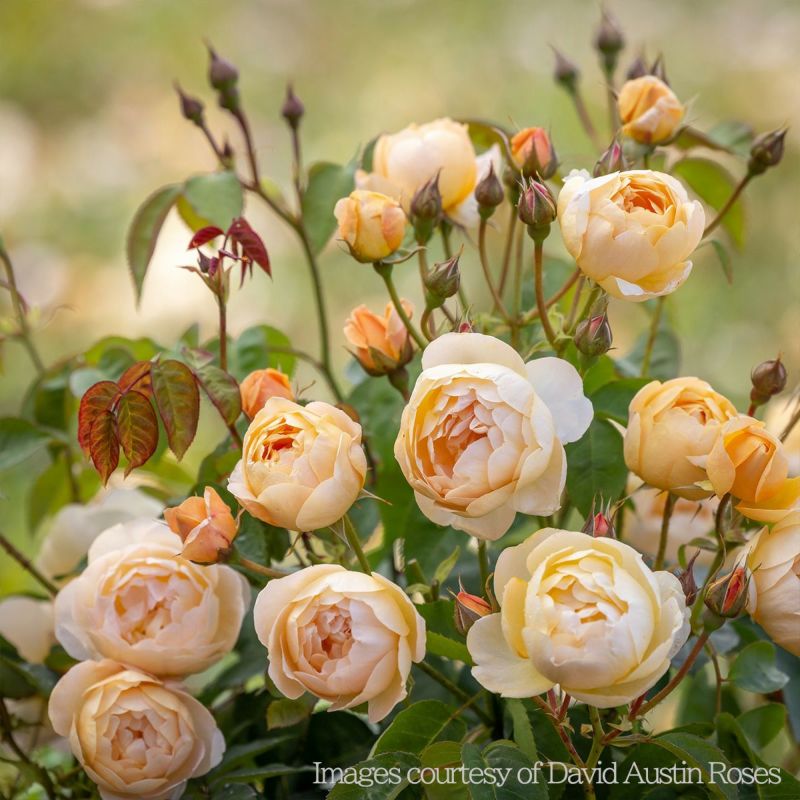 アプリコット色をしたダナヒュー というバラの画像