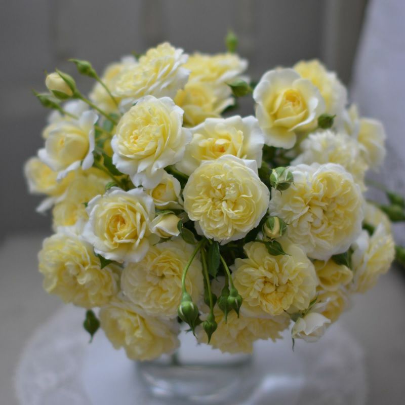 バラ 春苗 プリュネル 新苗 黄色 四季咲 (HT) 河本バラ 園 ブランドローズ バラ苗 薔薇 (202308-2)