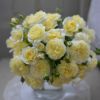 バラ 春苗 プリュネル 新苗 黄色 四季咲 (HT) 河本バラ 園 ブランドローズ バラ苗 薔薇 (202308-2)