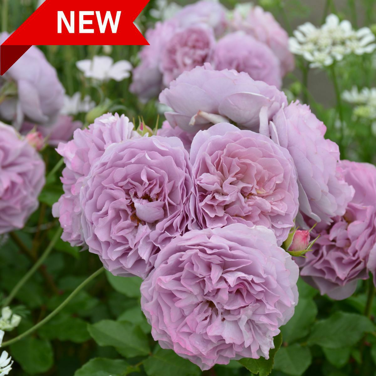 バラ 春苗 レヴリ 新苗 ブラウン 四季咲 (HT) 河本バラ 園 ブランドローズ バラ苗 薔薇 (202308-2)